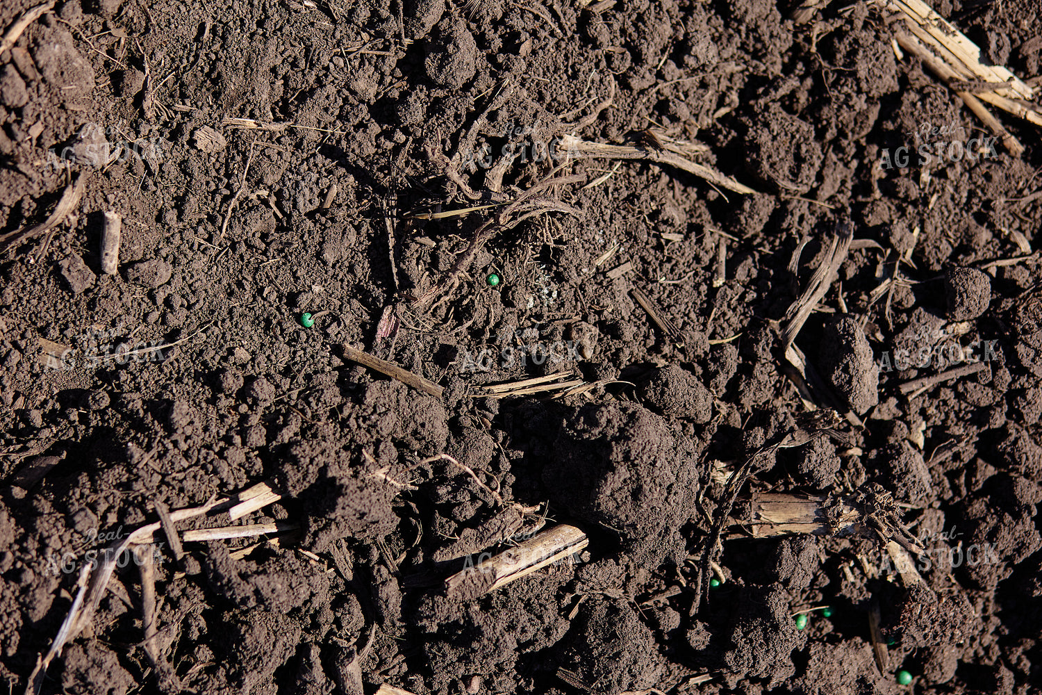 Seeds on Soil 216016