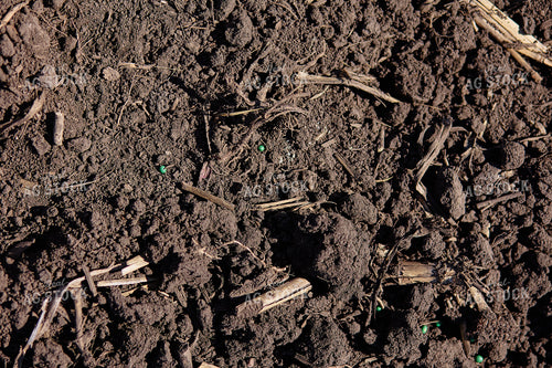 Seeds on Soil 216016