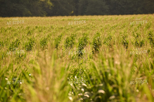 Corn Field 84179