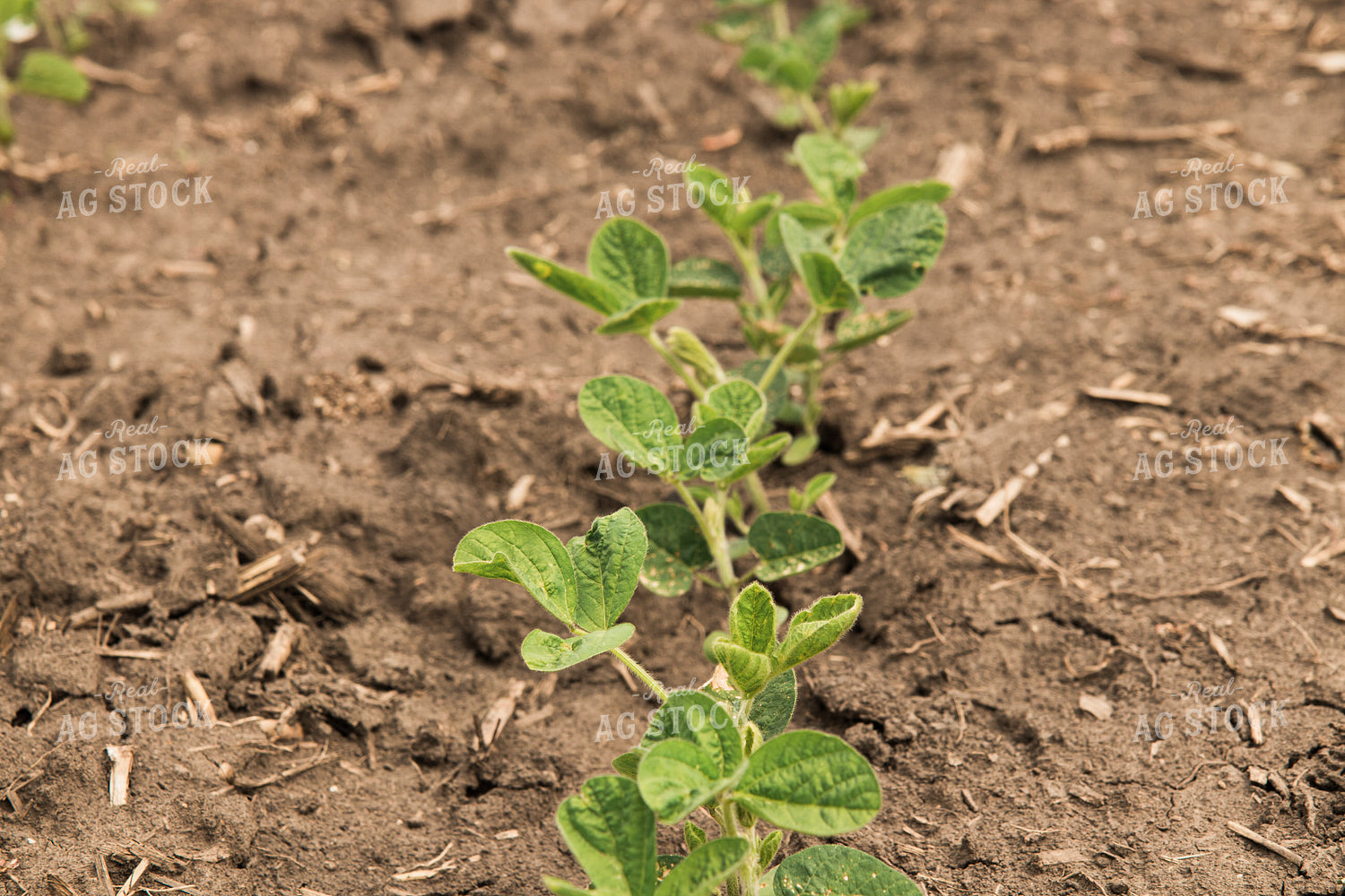 Soybean Field 67356