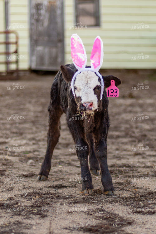 Calving Season 155552
