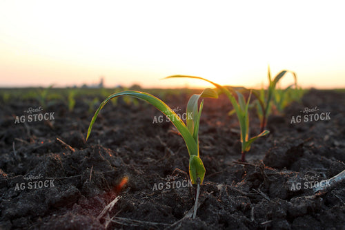 Early Growth Corn 161077