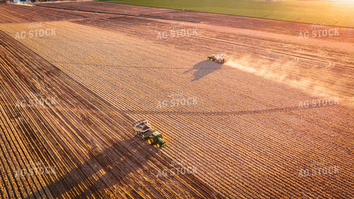 Onion Harvest 56715