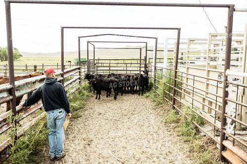 Farmer in Gate with Cattle 114045