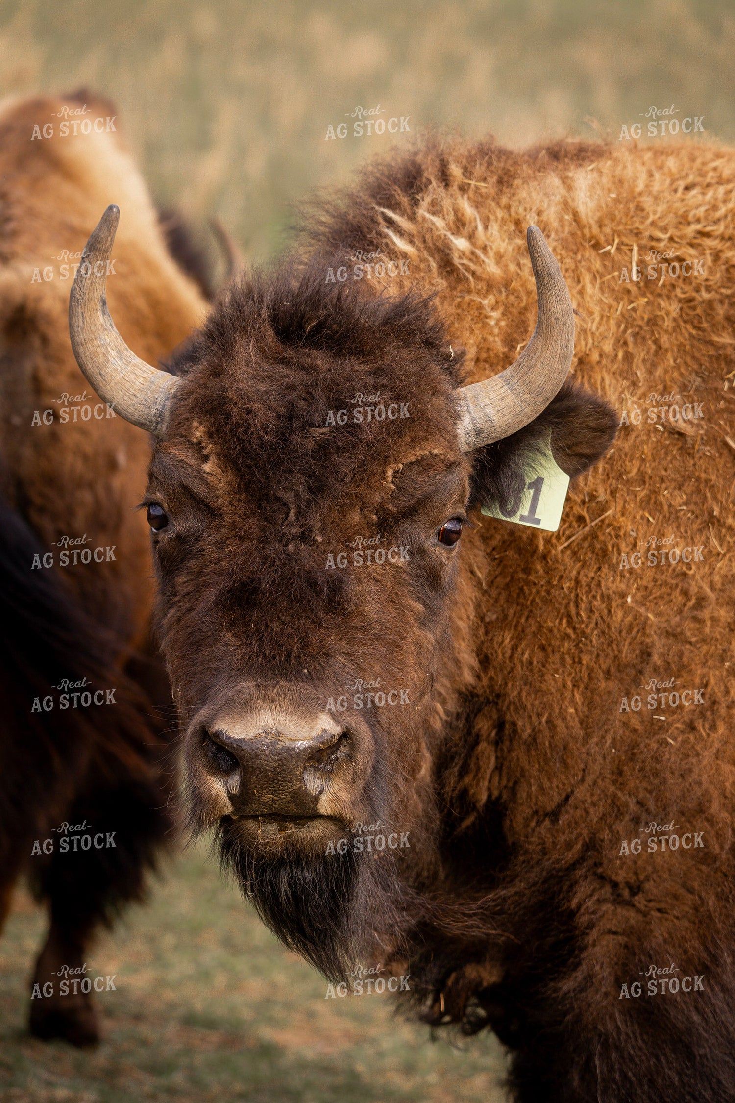 Bison 187165