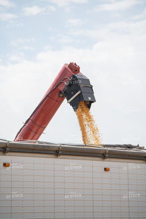 Loading Semi During Corn Harvest 193121