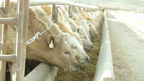 Charolais Cattle Eating at Feed Bunk 114090