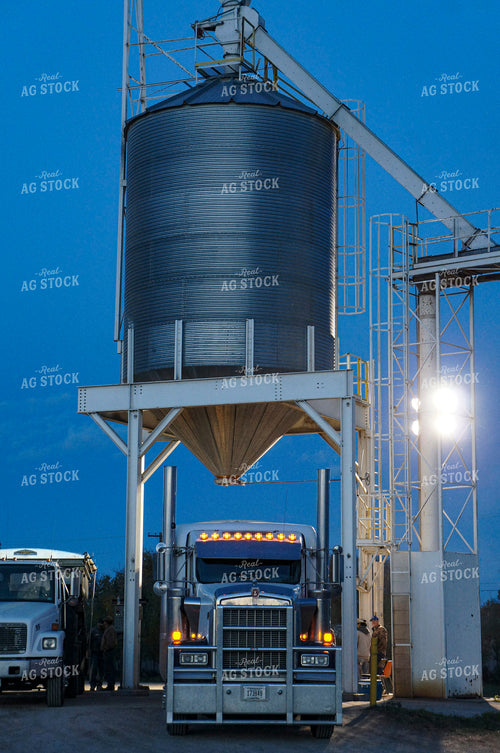 Dumping Grain at Elevator 156026