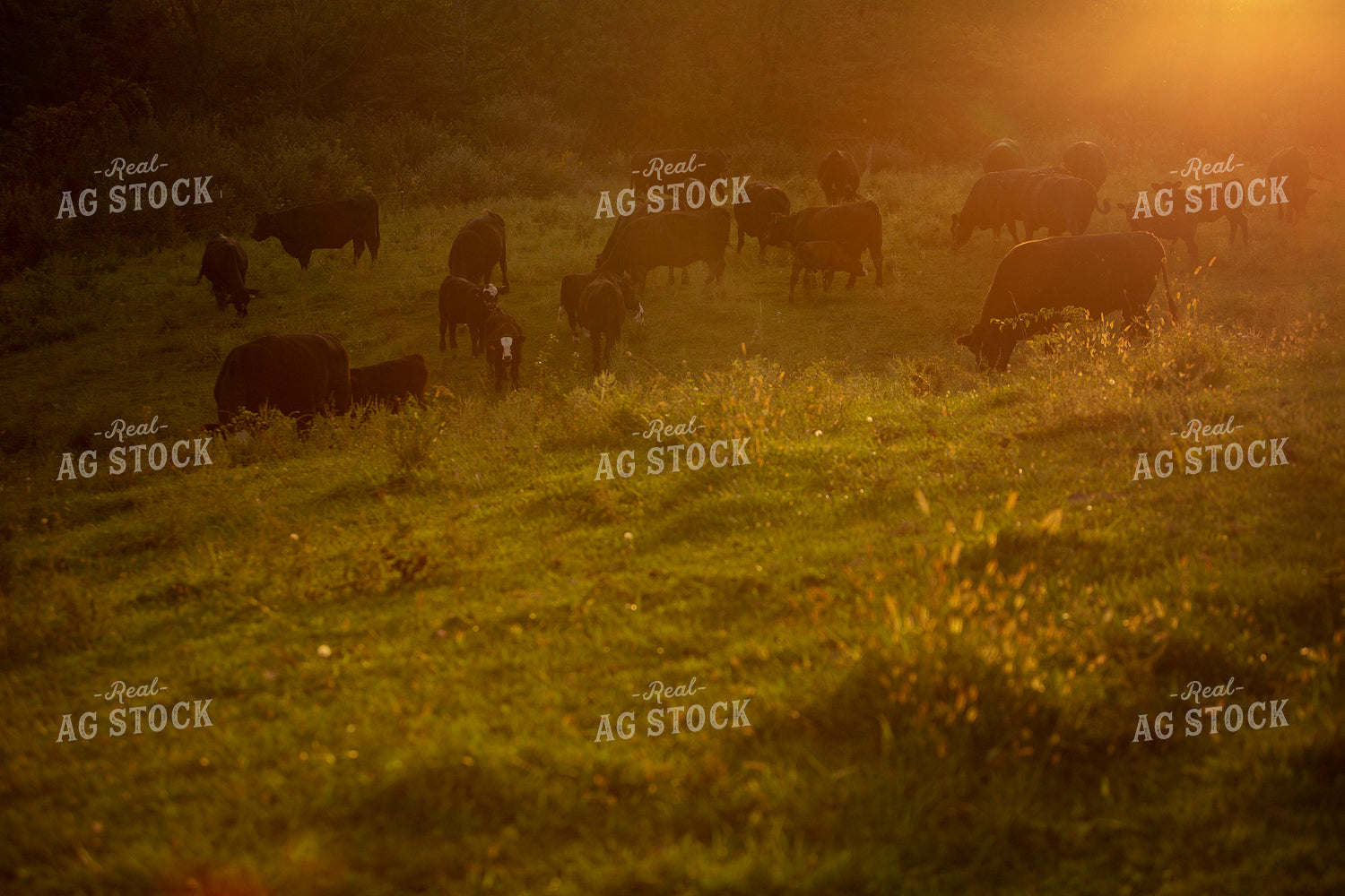 Cattle 2422