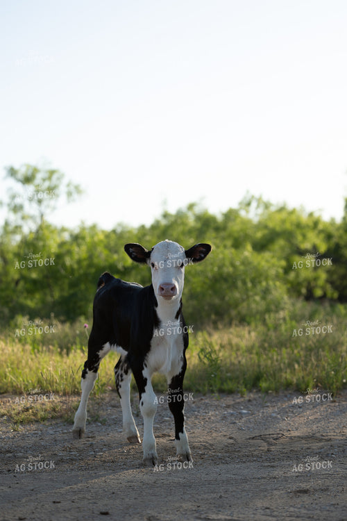 Calf 205045