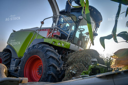 Silage Harvest 56127