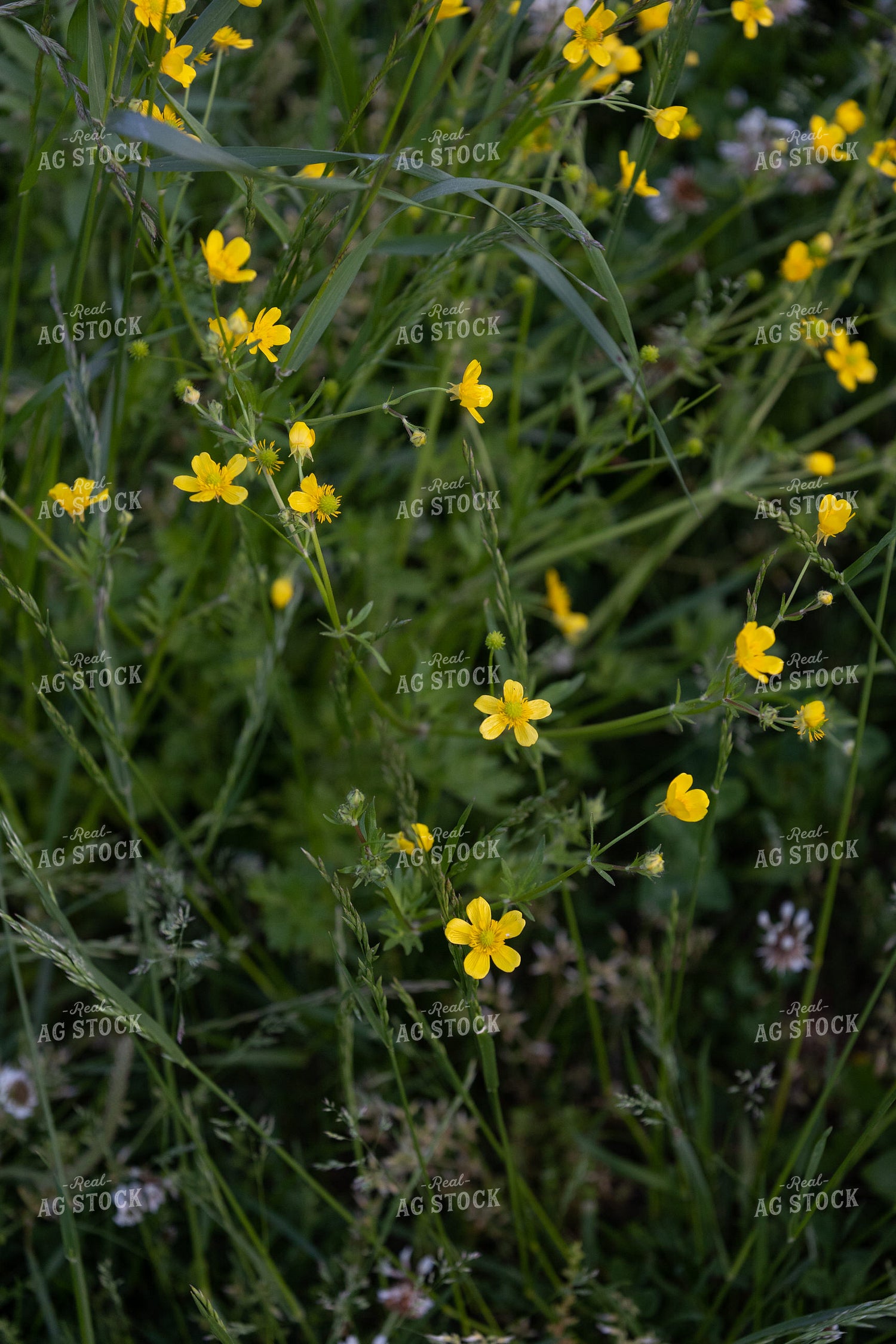 Wildflowers 52396