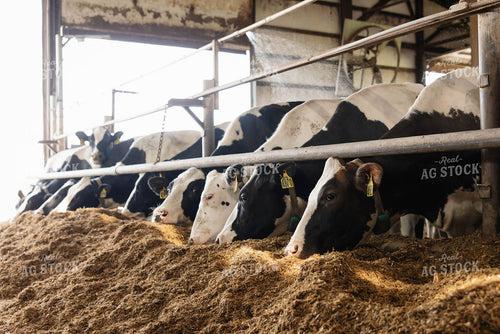 Cattle in Open Air Barn 152751
