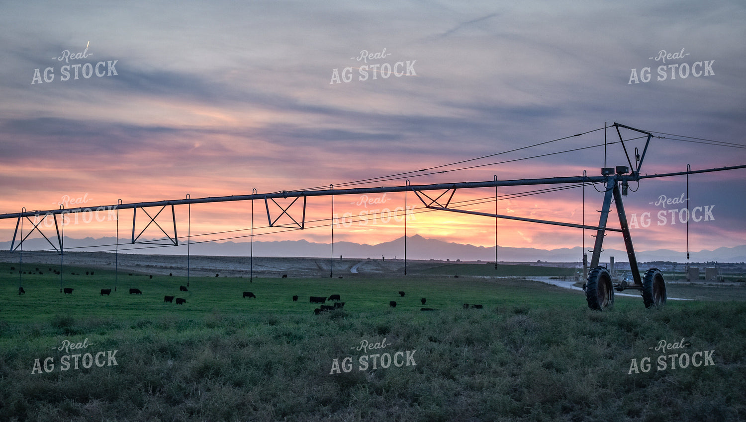 Cattle on Irrigated Pasture 56125