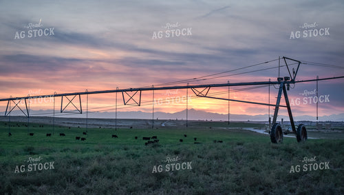 Cattle on Irrigated Pasture 56125