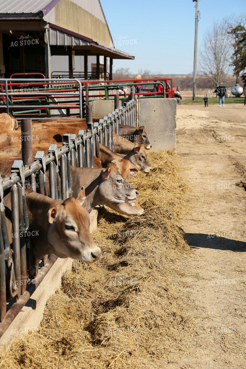 Brown Swiss 161082