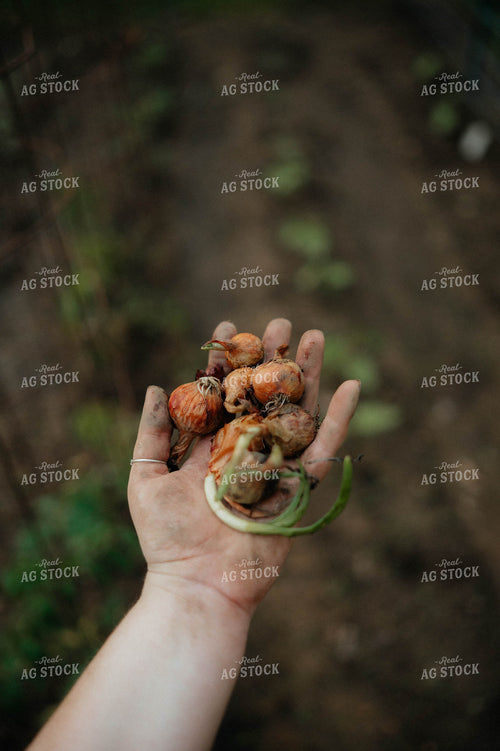 Planting Onions 125237