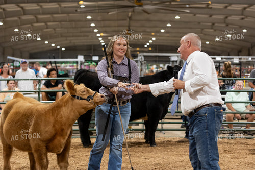 Showing Cattle 52661