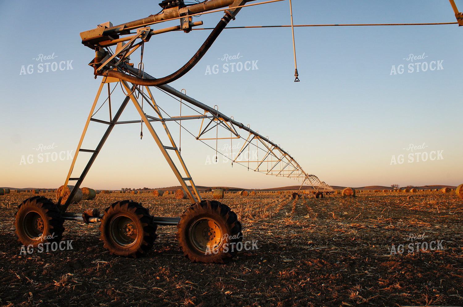 Hay Bales in Irrigated Field 156030
