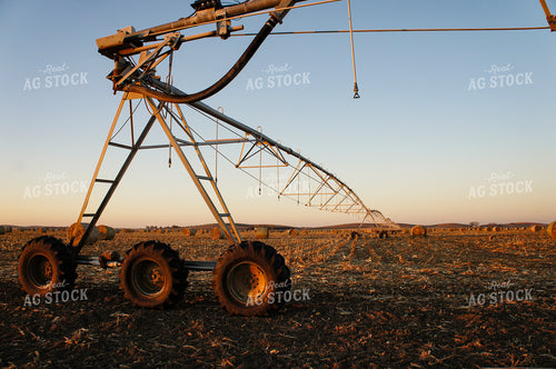 Hay Bales in Irrigated Field 156030