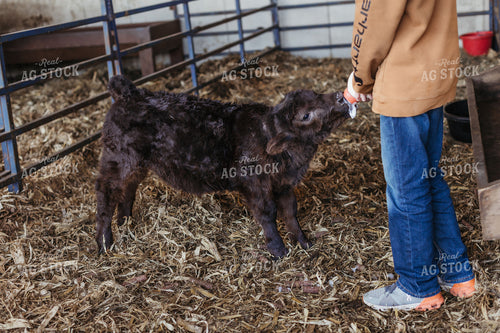 Farm Kid Bottle Feeding Calf 174042
