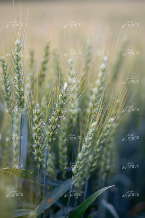 Midseason Wheat Field 50505