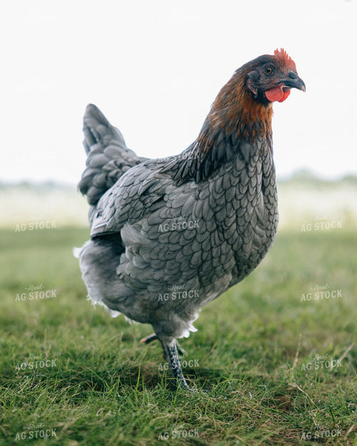 Backyard Chickens 178071