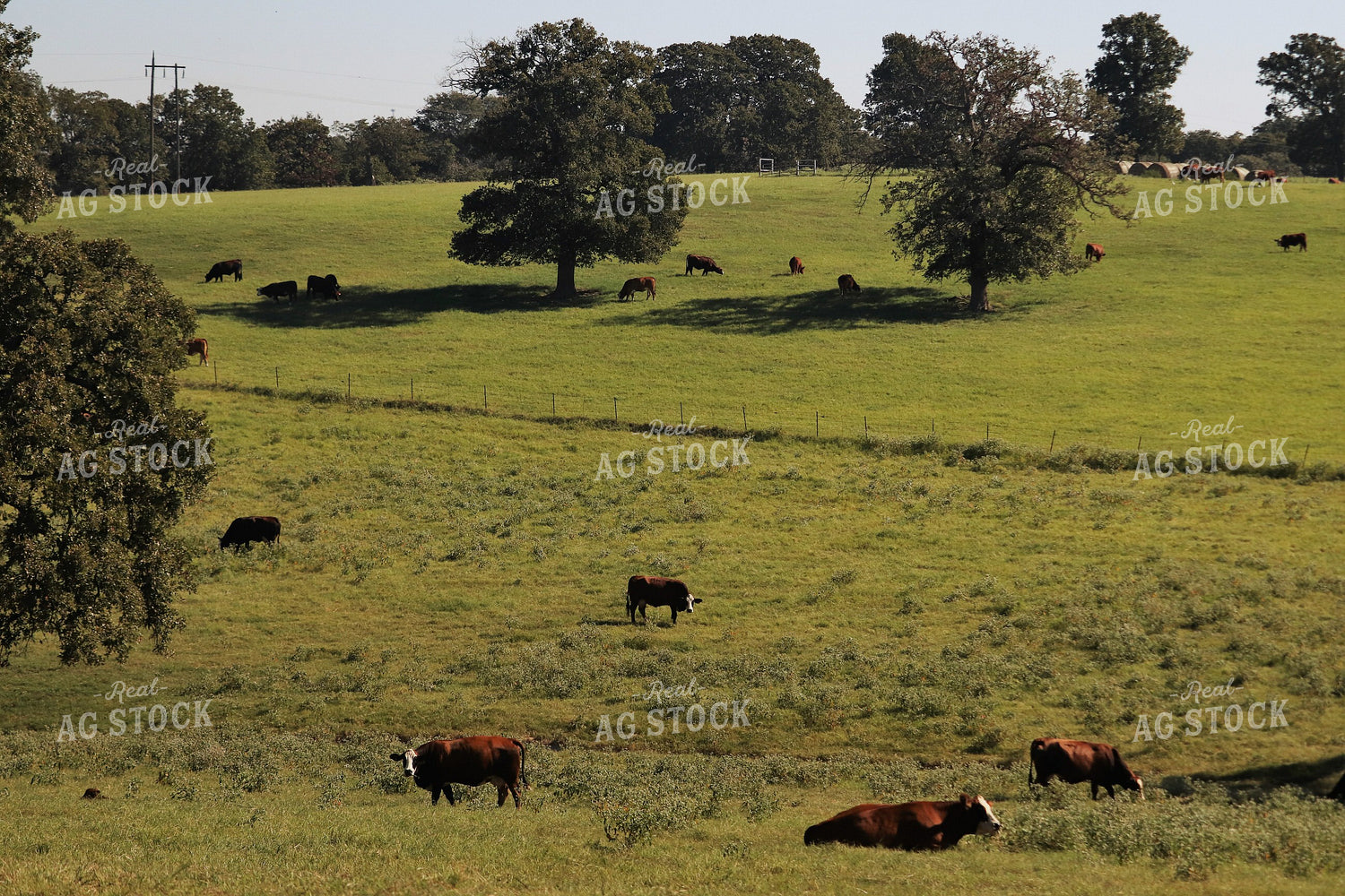 Simbrah Cattle in Pasture 102011