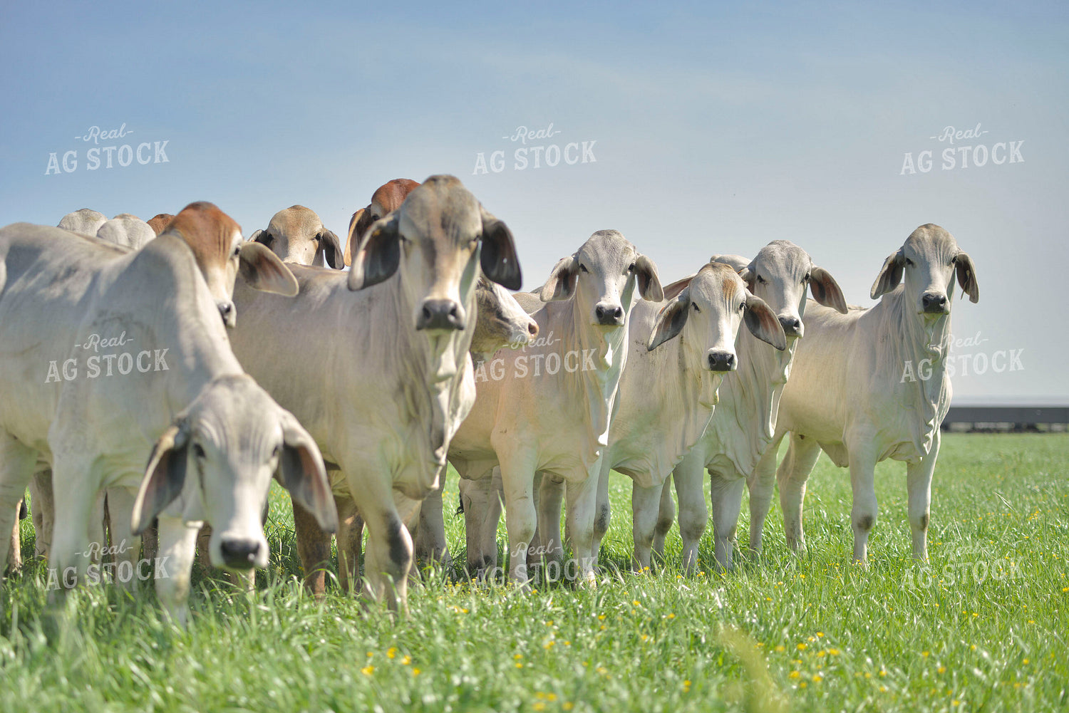 Brahman Cattle 110006