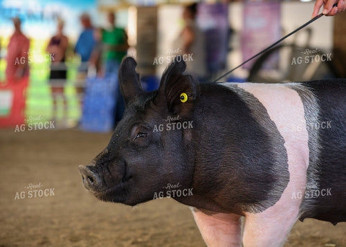 Showing Pigs 160095