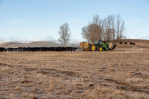 Feeding Angus Cattle Round Hay Bales 51027