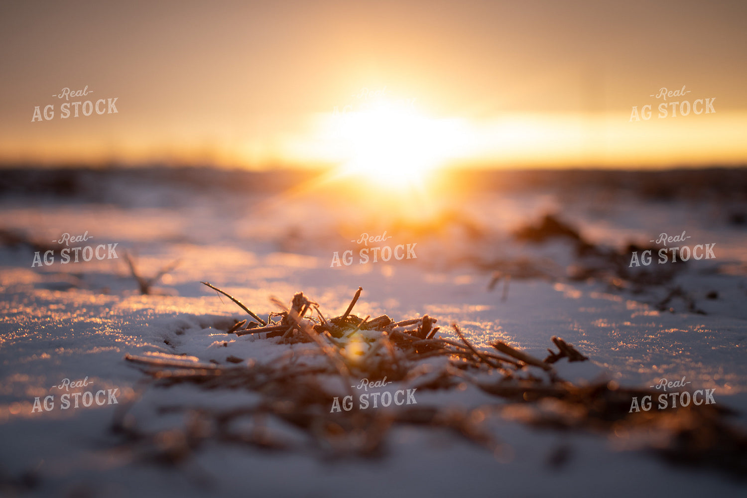 Snowy Harvested Soybean Field 3794