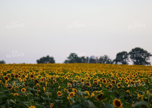 Sunflowers 160195
