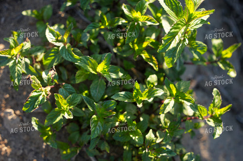 Mint Field 65806