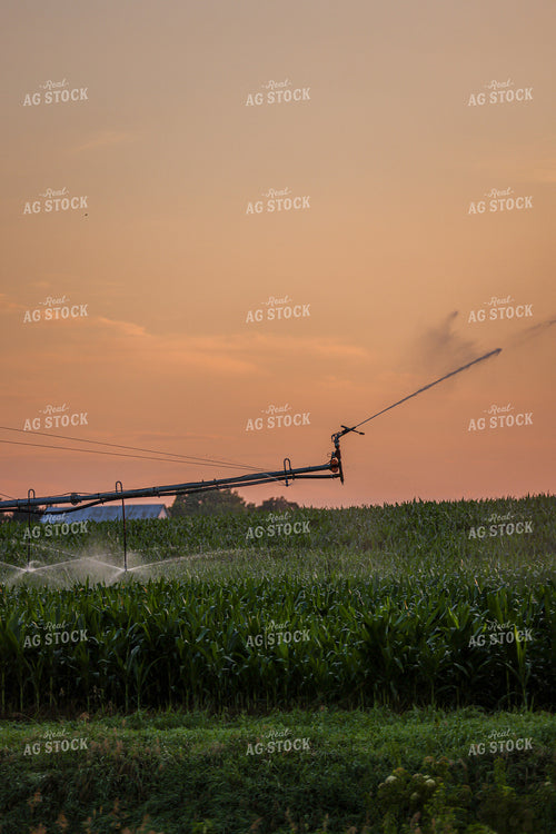 Irrigated Corn Field 160247