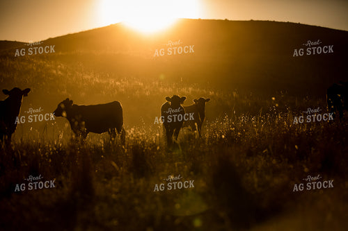 Black Angus Cattle on Pasture 147016