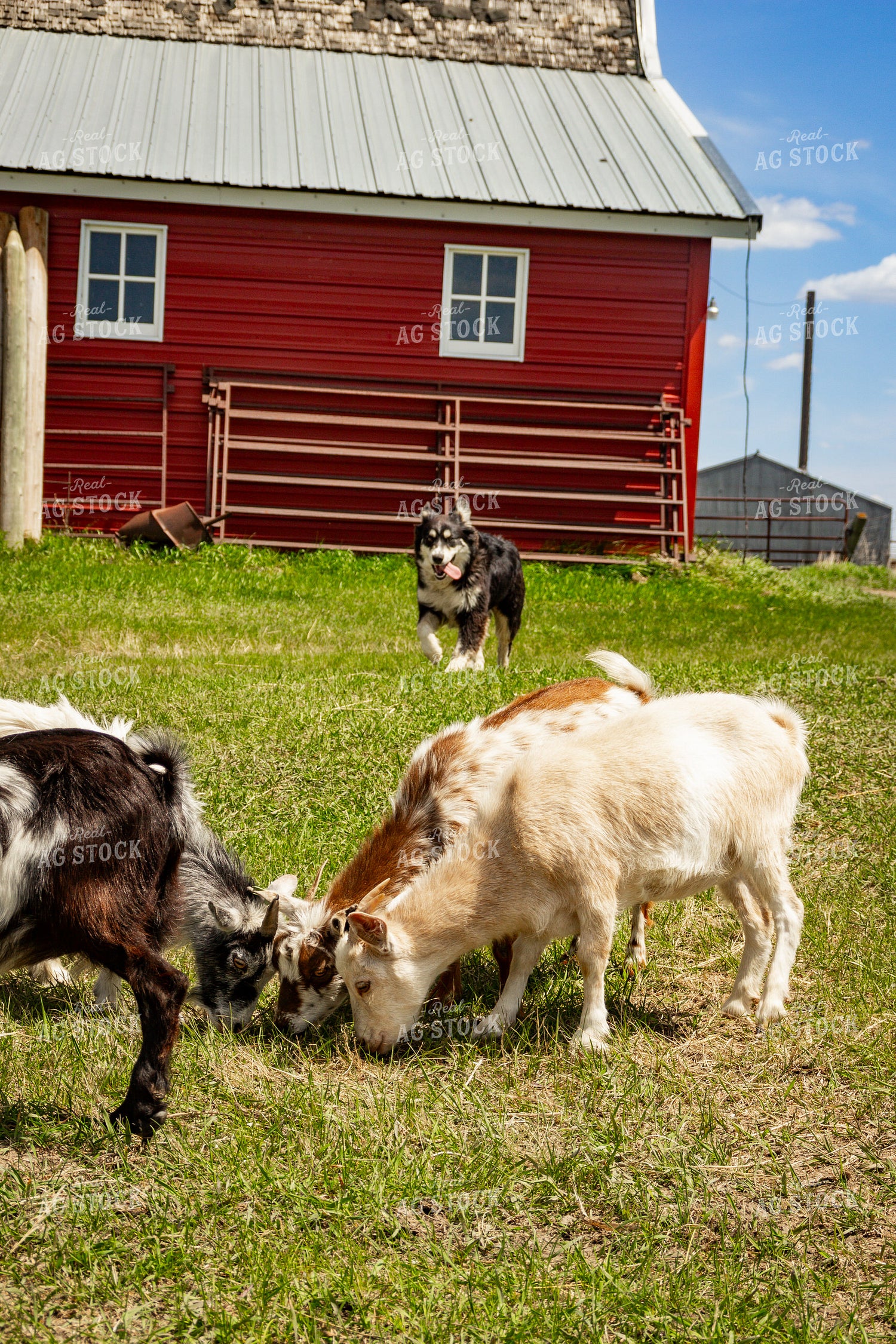 Nigerian Dwarf Goat 155184