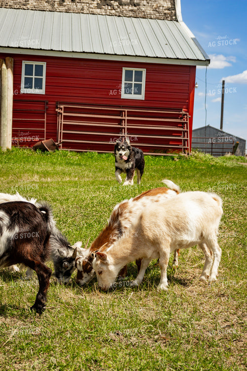 Nigerian Dwarf Goat 155184