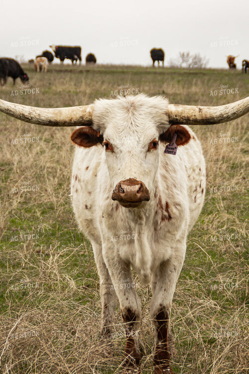 Longhorn Cow 155128