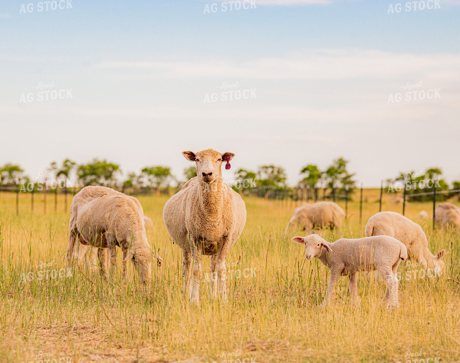 Sheep with Lambs 299159