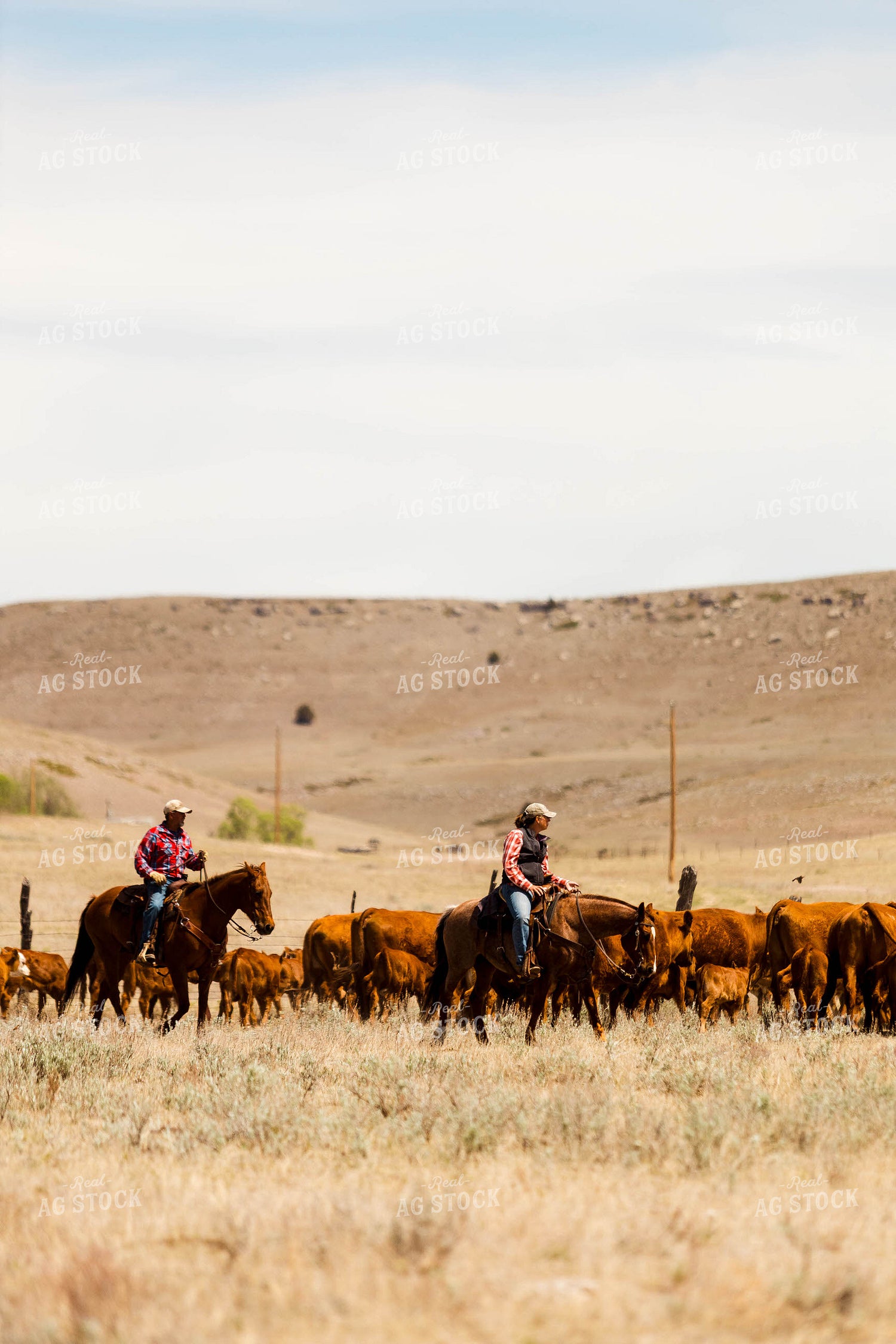 Ranchers Gathering Cattle on Horseback 97207