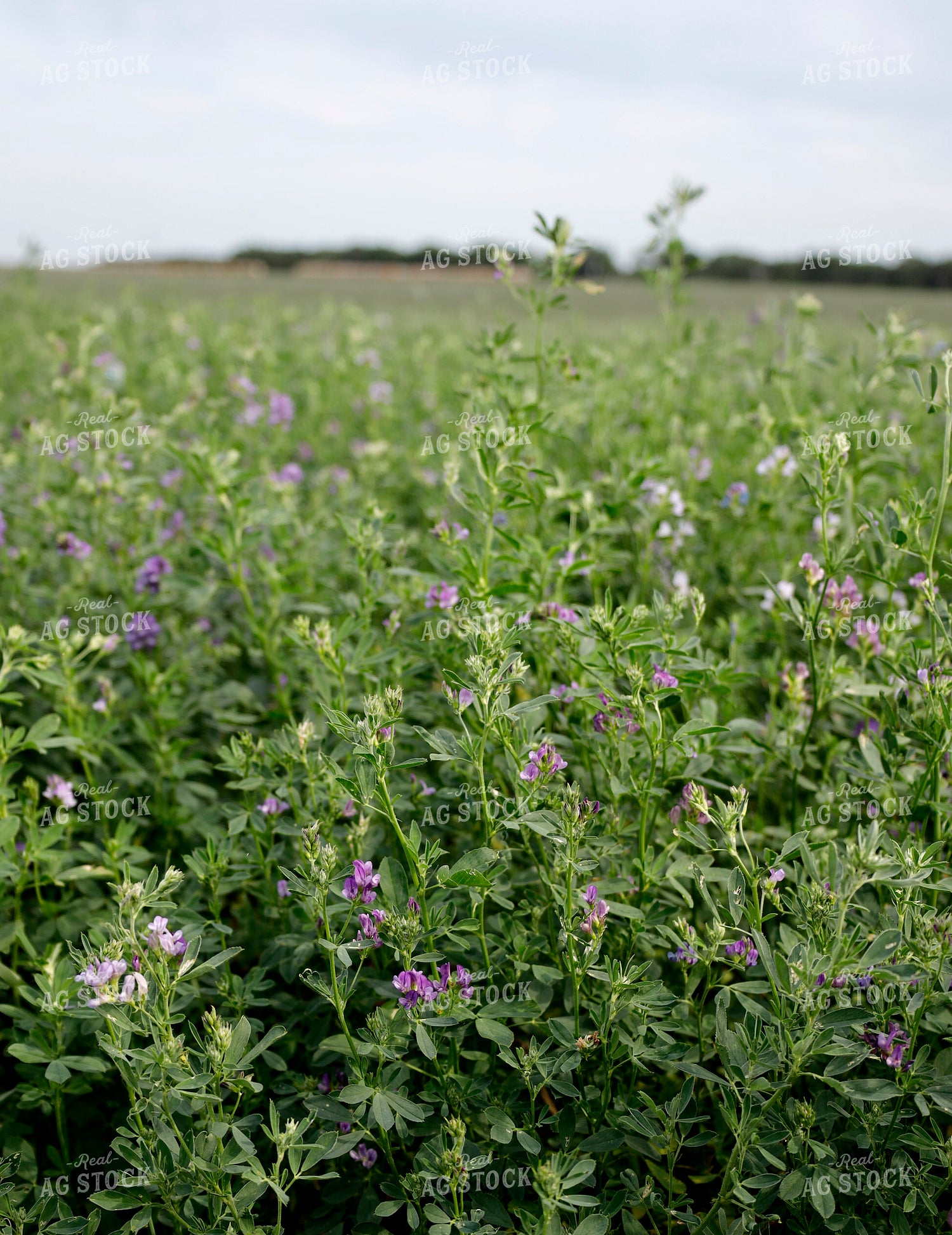 Alfalfa Field 141581