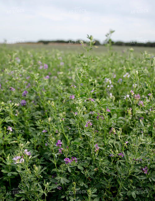 Alfalfa Field 141581