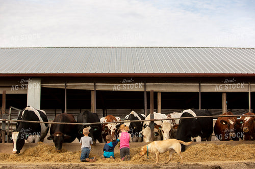 Dairy 2733