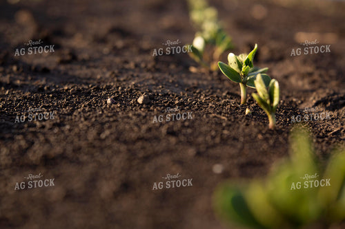 Soybeans - Early Growth 1401