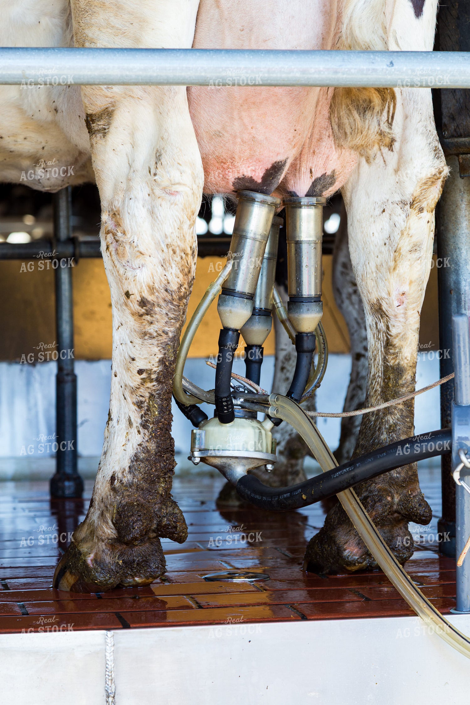 Dairy Cow Being Milked 276003