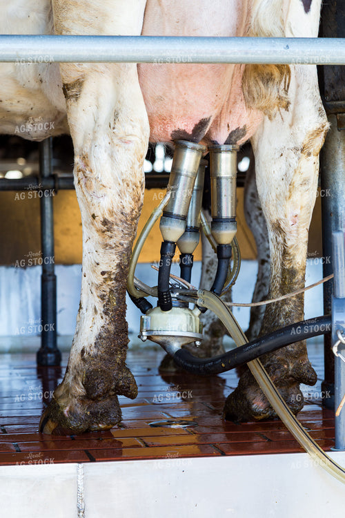 Dairy Cow Being Milked 276003