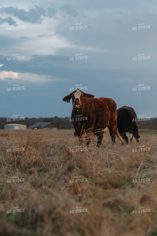 Cattle on Pasture 301028