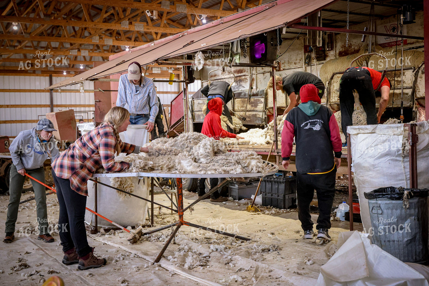 Shearing Sheep 261140