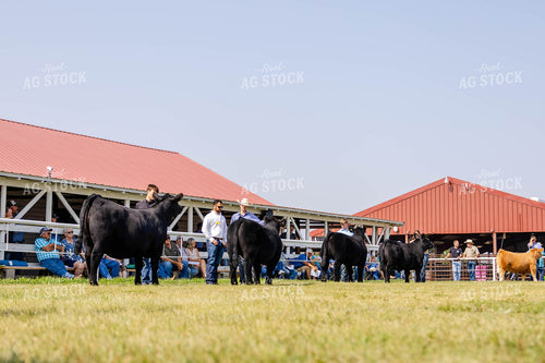 Cattle Auction at Rural Fair 97191